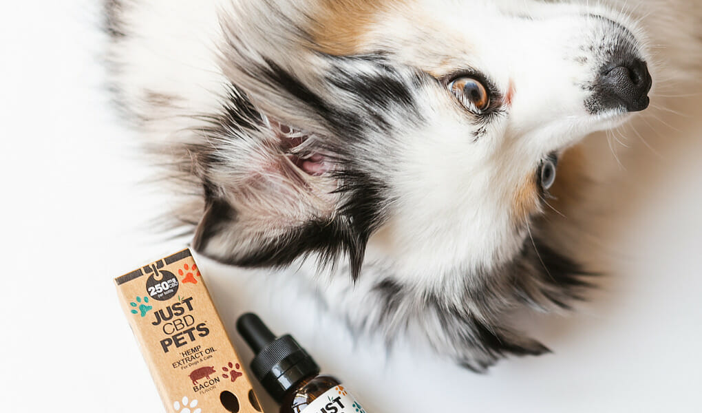 HOW-LONG-DOES-IT-TAKE-FOR-DOG-CBD-OIL-TO-KICK-IN