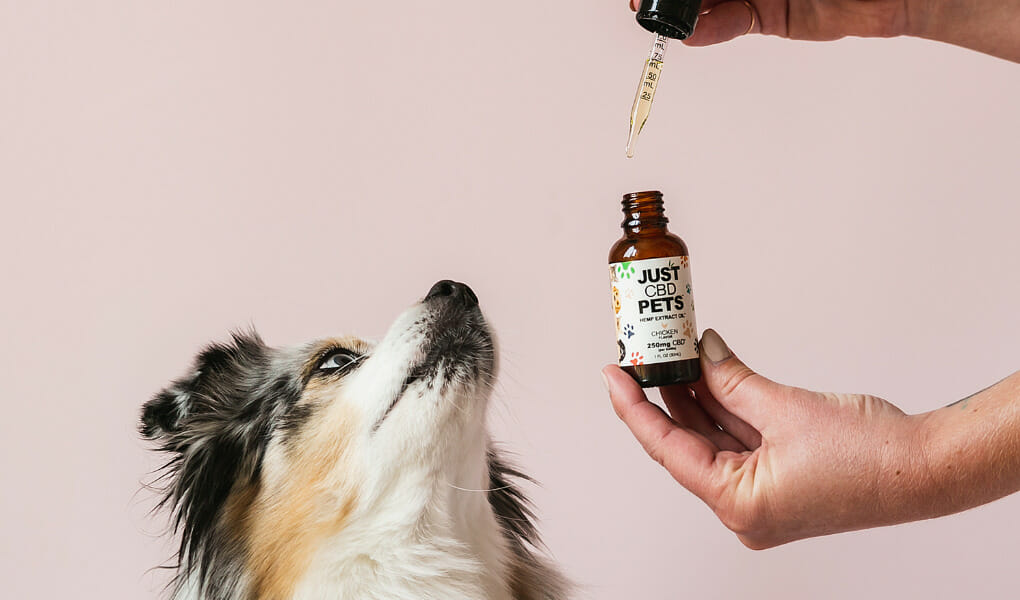SHOULD I GIVE MY DOG CBD OIL EVERY DAY?