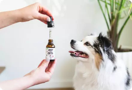 CBD For Pets