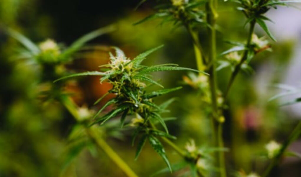 Exploring the World of Delta 8 Understanding Its Origins, Effects, and More