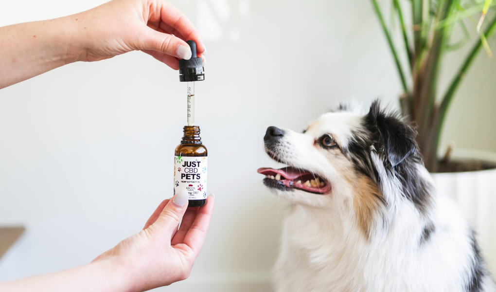 HOW LONG DO THE EFFECTS OF CBD OIL LAST IN A DOG?