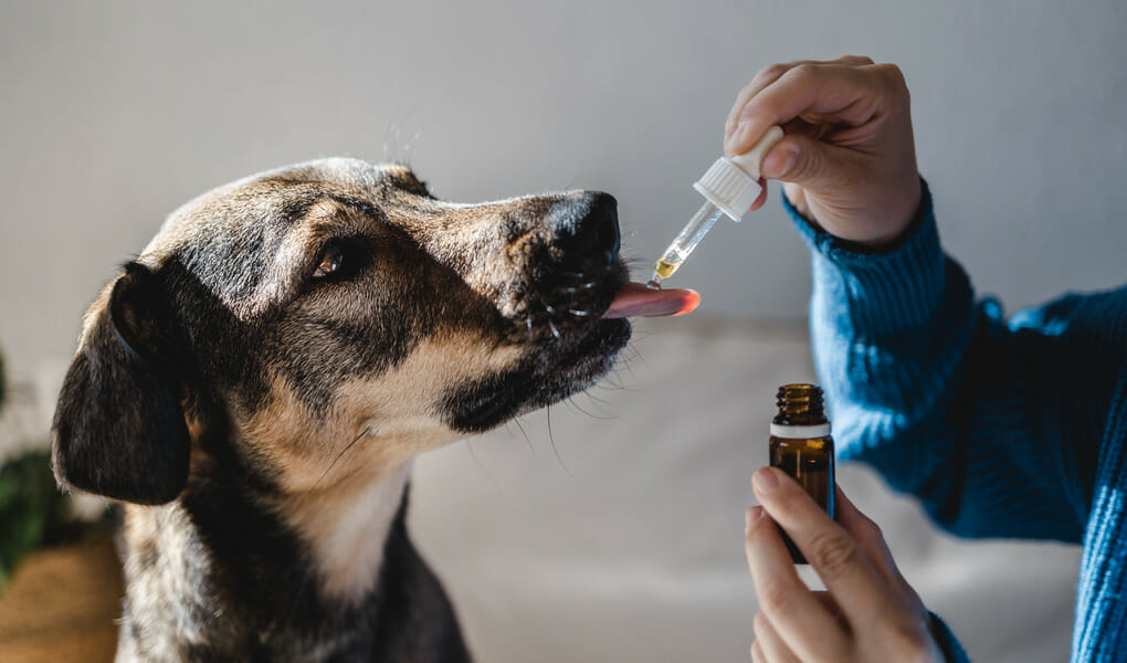 WHICH CBD OIL IS BEST FOR PETS?