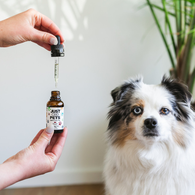 CBD Oil For Dogs Bacon Flavored